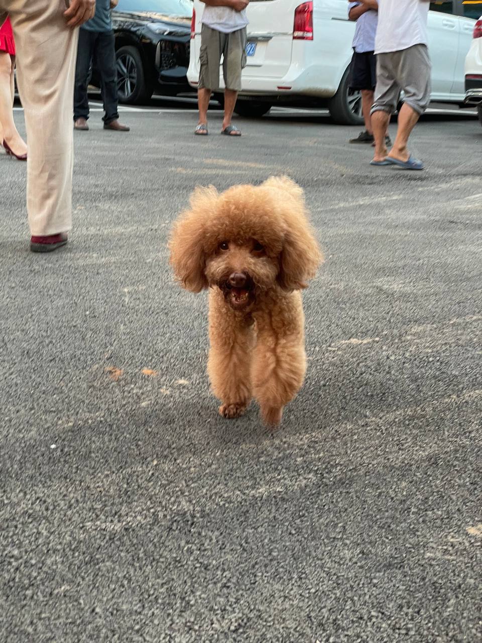 Doudou, our family pet